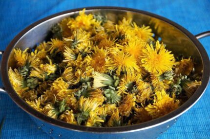 Фіточай Карпатський з Кульбаби (Одуванчик)