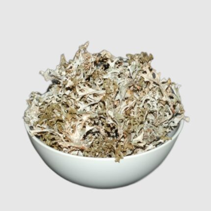 Ісланський мох зібраний в карпатах