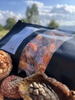 сухі грибички червоний мухомор