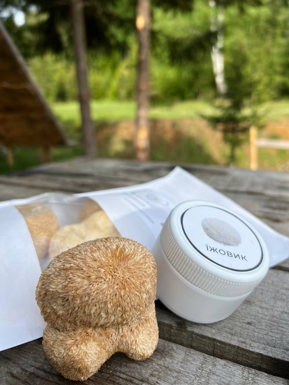 їжовик гребінчастий як приймати