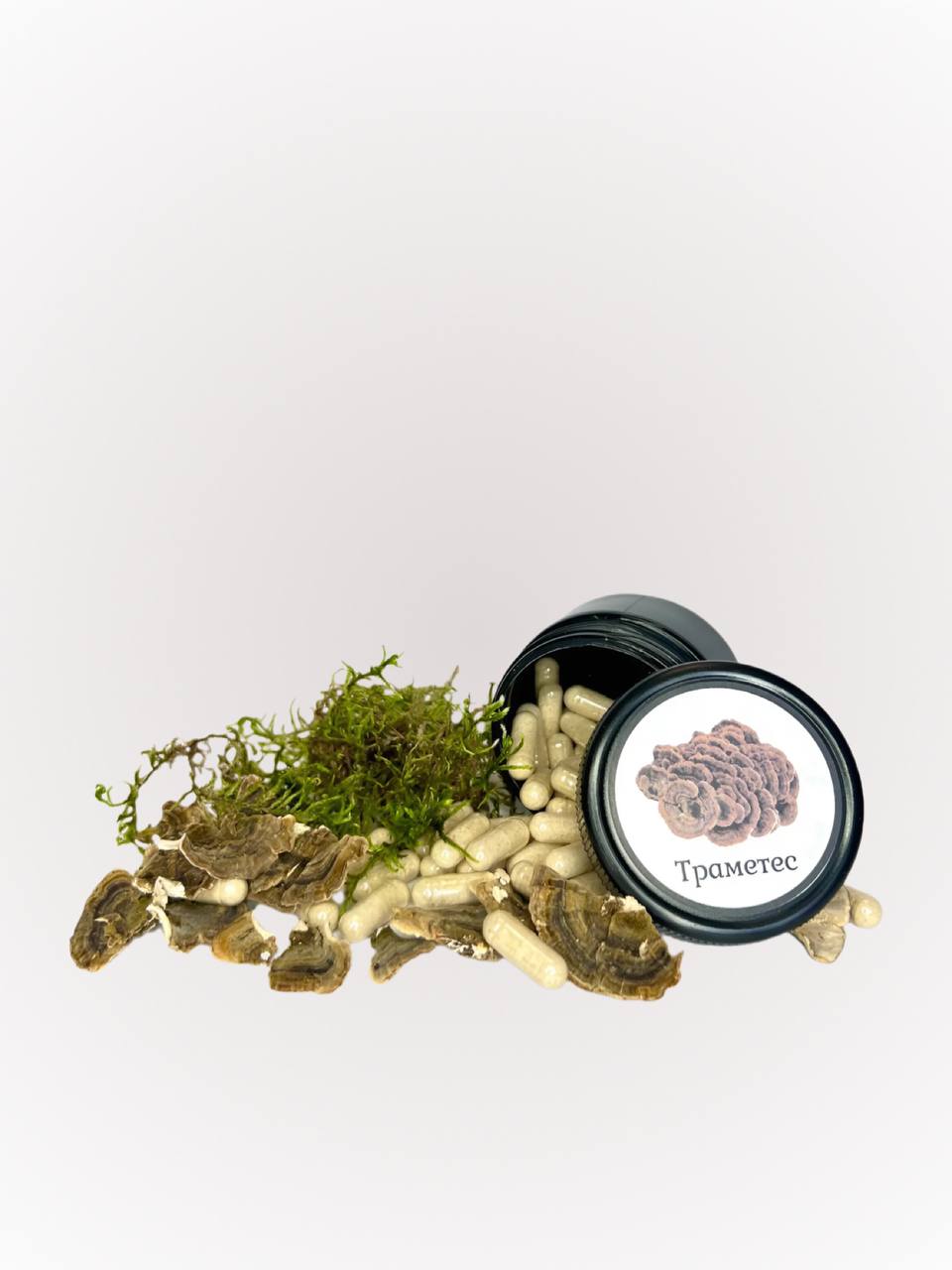 Лікувальний гриб-трутовик Траметес різнокольоровий